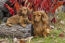 Miniature Long Haired Dachshund (Canis familiaris) parent and puppy