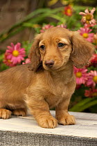 Miniature Long Haired Dachshund (Canis familiaris) puppy