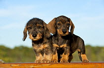 Miniature Wire Haired Dachshund (Canis familiaris) puppies