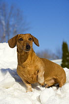 Standard Smooth Dachshund (Canis familiaris) in snow