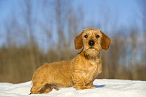 Miniature Wire-haired Dachshund (Canis familiaris) young male in snow