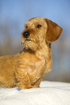 Miniature Wire-haired Dachshund (Canis familiaris), young male in snow