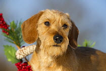 Minature Wire-haired Dachshund (Canis familiaris)
