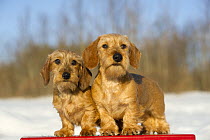 Miniature Wire-Haired Dachshund (Canis familiaris), young male and female