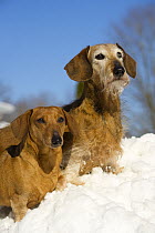 Miniature Smooth Dachshund and Miniature Wire-haired Dachshund (Canis familiaris) pair in snow