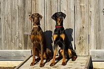 Doberman Pinscher (Canis familiaris) pair