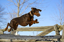 Doberman Pinscher (Canis familiaris) jumping over fence