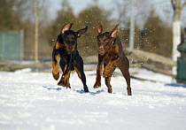 Doberman Pinscher (Canis familiaris) pair running through snow