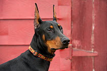 Doberman Pinscher (Canis familiaris) with clipped ears
