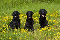 Flat-coated Retriever (Canis familiaris) trio