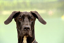 Great Dane (Canis familiaris)