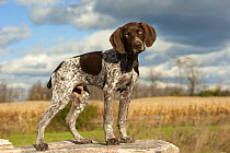 German Shorthaired Pointer (Canis familiaris), male puppy