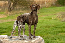 German Shorthaired Pointer (Canis familiaris) adult and puppy