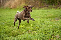 German Shorthaired Pointer (Canis familiaris) running