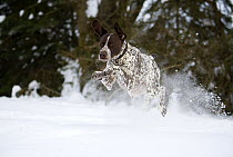 German Shorthaired Pointer (Canis familiaris) running through snow