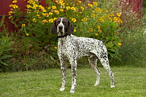 German Shorthaired Pointer (Canis familiaris)