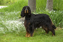 Gordon Setter (Canis familiaris), female