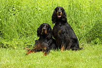 Gordon Setter (Canis familiaris) male and female pair