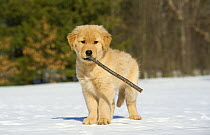 Golden Retriever (Canis familiaris) puppy playing with stick in snow