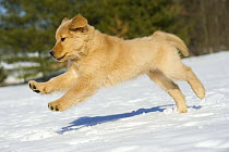 Golden Retriever (Canis familiaris) puppy running through snow