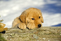 Golden Retriever (Canis familiaris) puppy