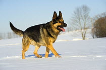 German Shepherd (Canis familiaris) walking through snow