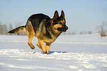 German Shepherd (Canis familiaris) running through snow