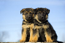 German Shepherd (Canis familiaris) puppies