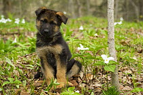 German Shepherd (Canis familiaris) puppy