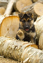 German Shepherd (Canis familiaris) puppy raising paw