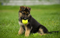 German Shepherd (Canis familiaris) puppy carrying ball