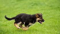 German Shepherd (Canis familiaris) puppy running