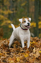 Jack Russell Terrier (Canis familiaris) in fall leaves