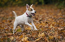 Jack Russell Terrier (Canis familiaris) running