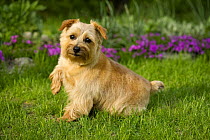 Norfolk Terrier (Canis familiaris) raising paw