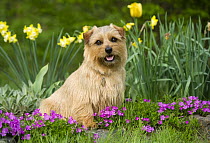Norfolk Terrier (Canis familiaris)