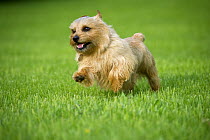 Norfolk Terrier (Canis familiaris) running