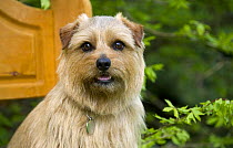 Norfolk Terrier (Canis familiaris)