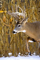 White-tailed Deer (Odocoileus virginianus) buck in winter