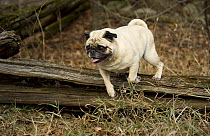 Pug (Canis familiaris) jumping off of log
