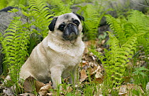 Pug (Canis familiaris) amid ferns