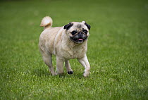 Pug (Canis familiaris) running