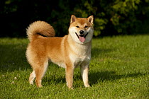 Shiba Inu (Canis familiaris) panting