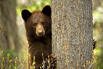 Black Bear (Ursus americanus) peeking from behind tree, North America