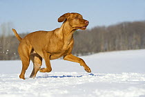 Vizsla (Canis familiaris) running through snow