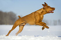 Vizsla (Canis familiaris) running through snow