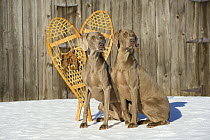 Weimaraner (Canis familiaris) pair in snow