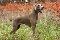 Weimaraner (Canis familiaris)