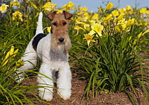 Wire-haired Fox Terrier (Canis familiaris) amid daffodils