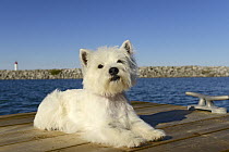 West Highland Terrier (Canis familiaris) lying on dock